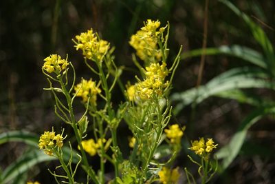 Barbarea orthoceras, photographed by ChrisMcV