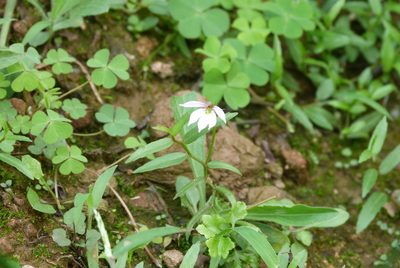 Lobelia chinensis, photographed by Colin Meurk