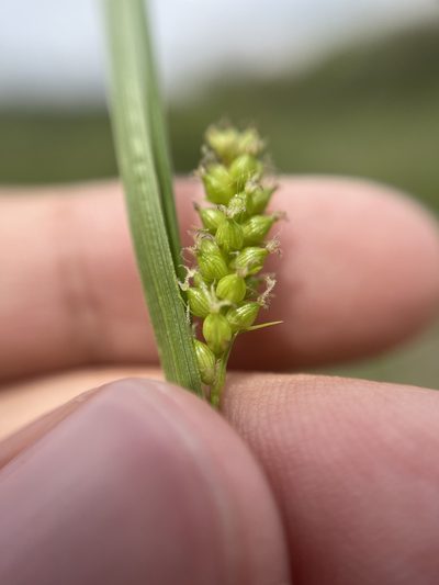 Carex conoidea, photographed by Brandon Corder