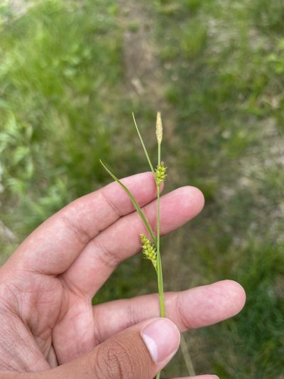 Carex conoidea, photographed by Brandon Corder