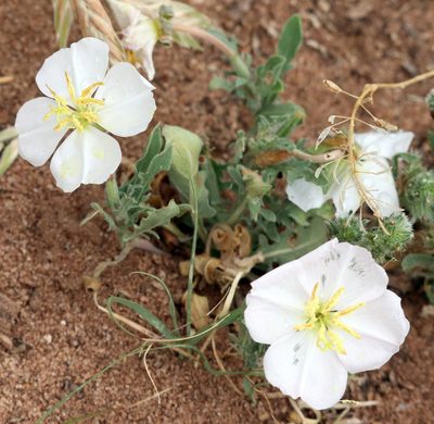 Oenothera albicaulis, photographed by Catherine C. Galley