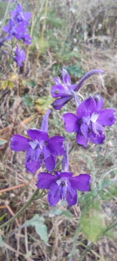 Delphinium pentagynum, photographed by Santiago Martín-Bravo
