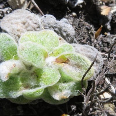 Helichrysum rotundifolium, photographed by Di Turner