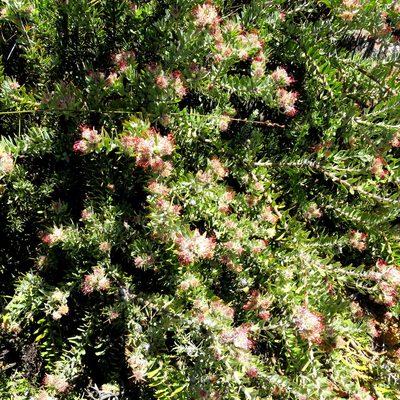 Leucospermum royenifolium, photographed by Di Turner