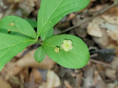Euonymus obovatus, photographed by Elias