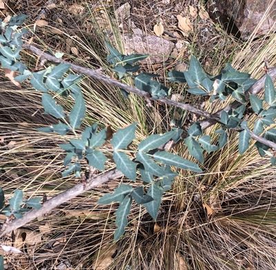 Berberis haematocarpa, photographed by Brooke Smith