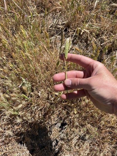 Phalaris paradoxa, photographed by crothfels