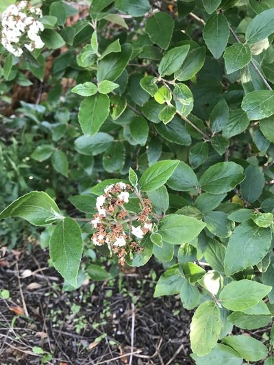 Viburnum carlesii, photographed by Elliot Greiner