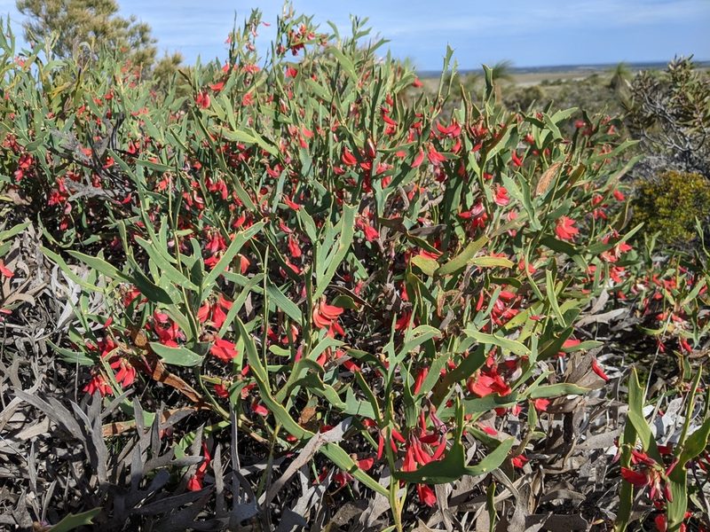 Daviesia epiphyllum, photographed by Joe Atkinson