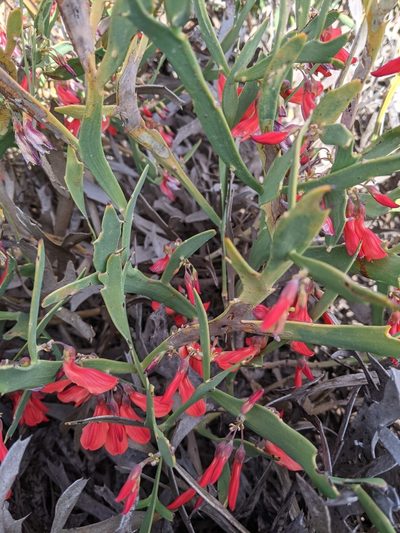 Daviesia epiphyllum, photographed by Joe Atkinson