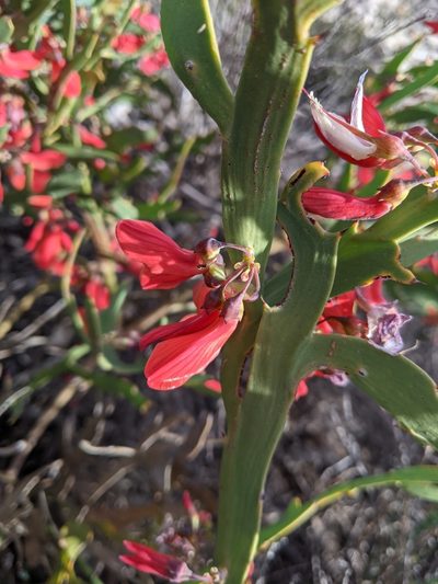 Daviesia epiphyllum, photographed by Joe Atkinson