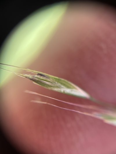 Festuca elmeri, photographed by crothfels