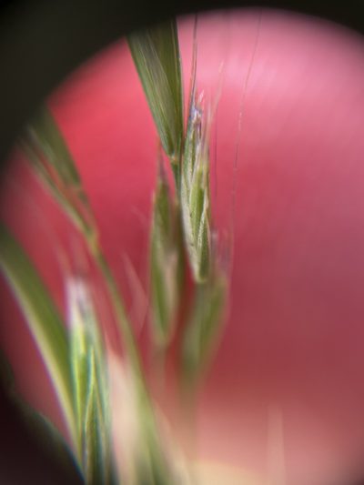 Festuca elmeri, photographed by crothfels