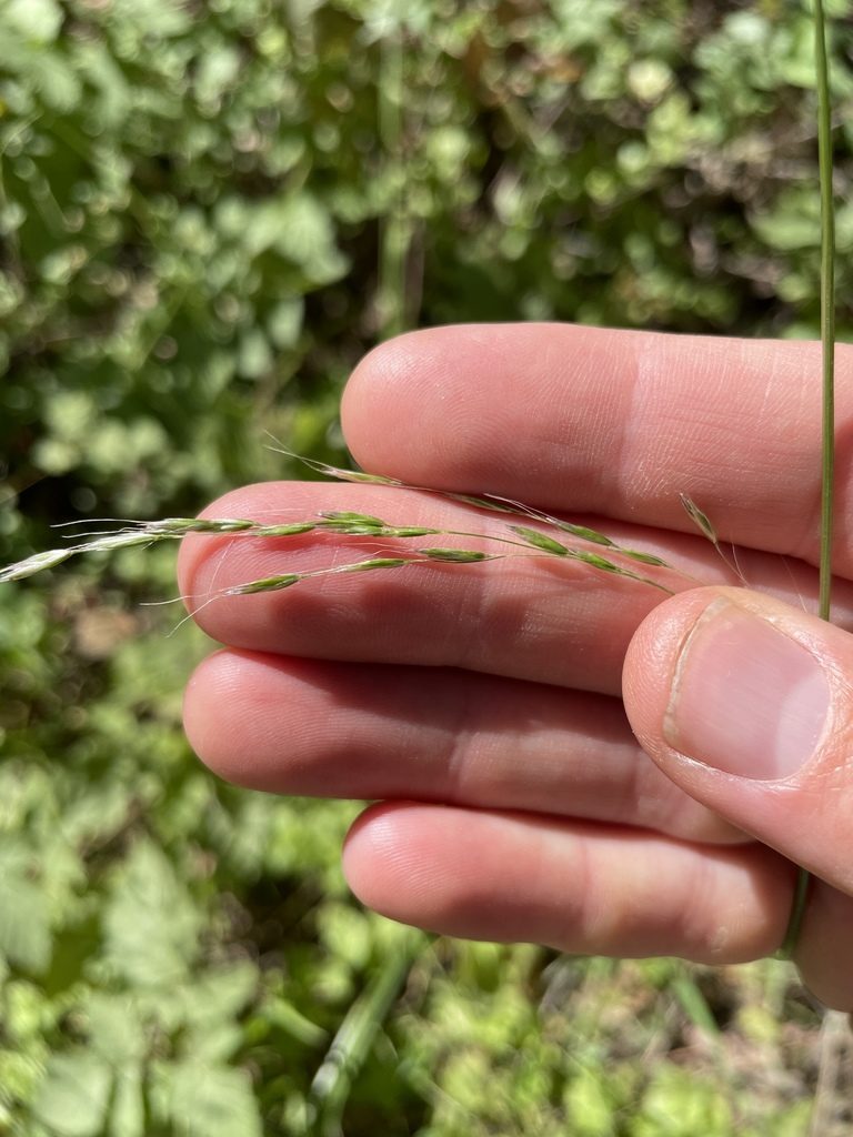 Festuca elmeri, photographed by crothfels