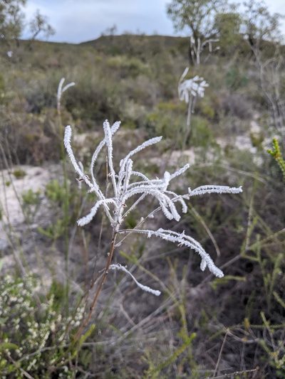 Conospermum crassinervium, photographed by Joe Atkinson