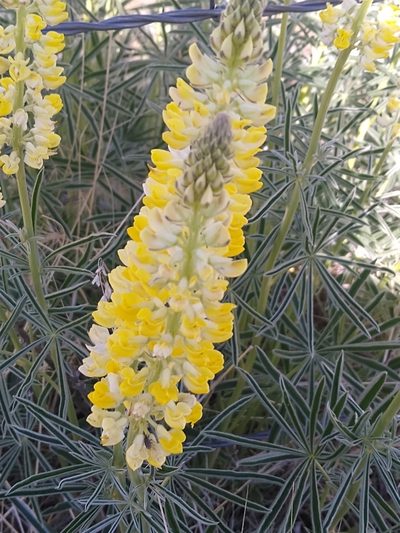 Lupinus sulphureus, photographed by Tom Gulya