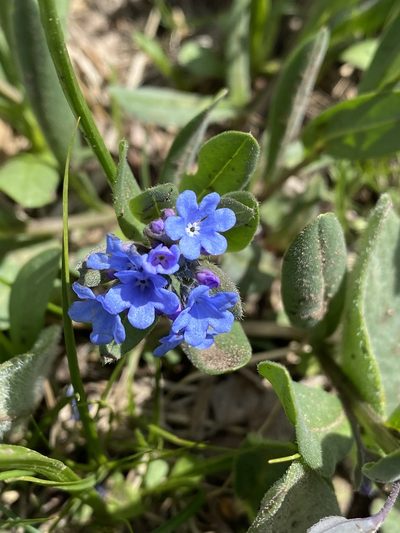 Mertensia brevistyla, photographed by Sarah Allen