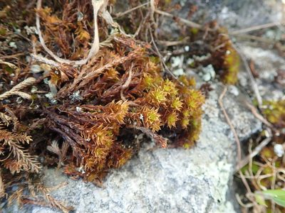Syntrichia princeps, photographed by Randal