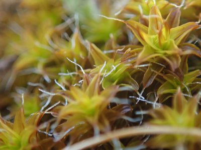 Syntrichia princeps, photographed by Randal