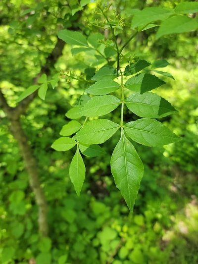 Zanthoxylum simulans, photographed by Navin Sasikumar