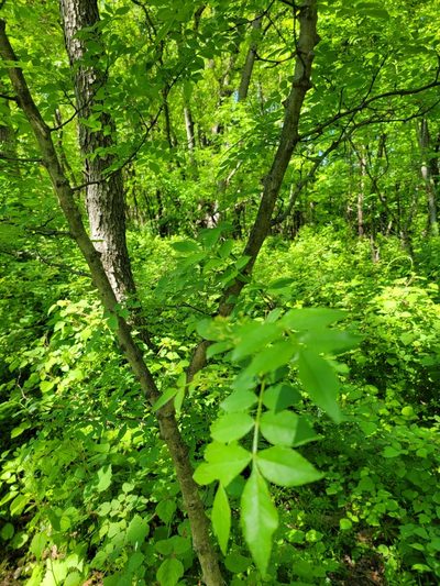 Zanthoxylum simulans, photographed by Navin Sasikumar