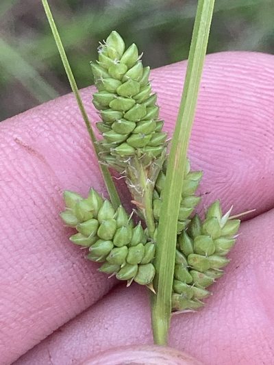 Carex complanata, photographed by John Michael