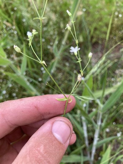 Sabulina muscorum, photographed by John Michael