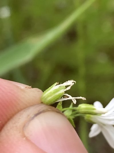 Sabulina muscorum, photographed by John Michael