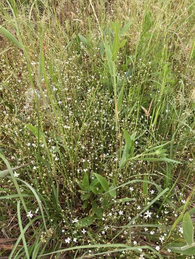 Sabulina muscorum, photographed by John Michael