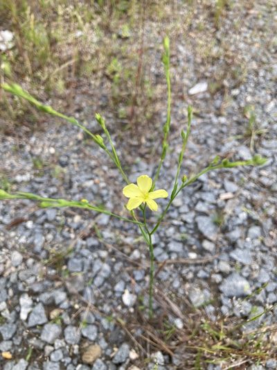 Linum medium, photographed by John Michael