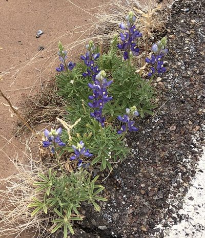 Lupinus havardii, photographed by Brooke Smith