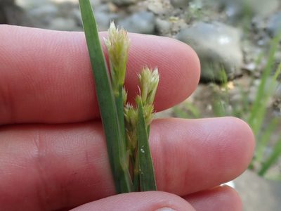 Juncus xiphioides, photographed by joergmlpts