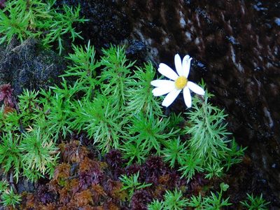 Osmitopsis pinnatifida, photographed by Klaus Wehrlin