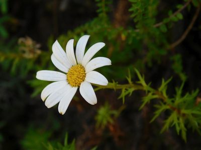 Osmitopsis pinnatifida, photographed by Klaus Wehrlin