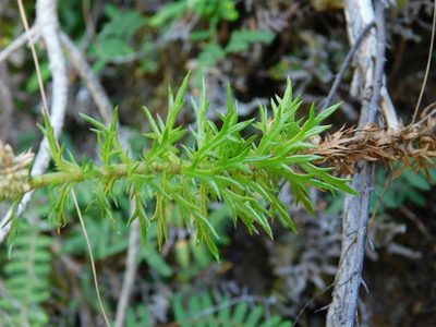 Osmitopsis pinnatifida, photographed by Klaus Wehrlin