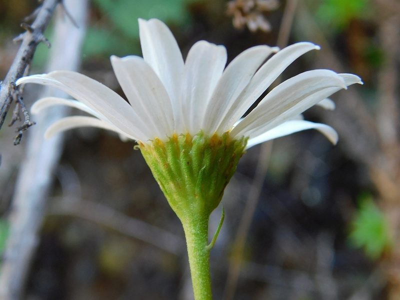 Osmitopsis pinnatifida, photographed by Klaus Wehrlin