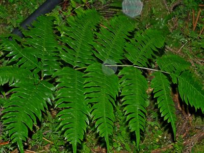 Pteris terminalis, photographed by Jacy Chen
