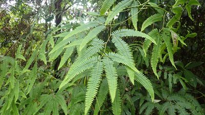 Gleichenella pectinata, photographed by John Abrams