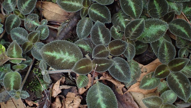 Episcia lilacina, photographed by John Abrams