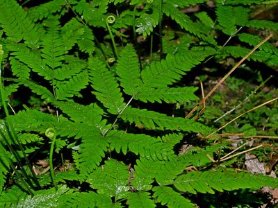 Pteris wulaiensis, photographed by Jacy Chen