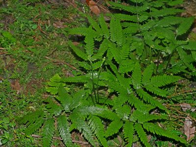 Pteris wulaiensis, photographed by Jacy Chen