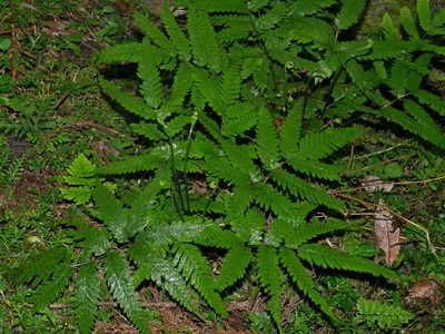 Pteris wulaiensis, photographed by Jacy Chen