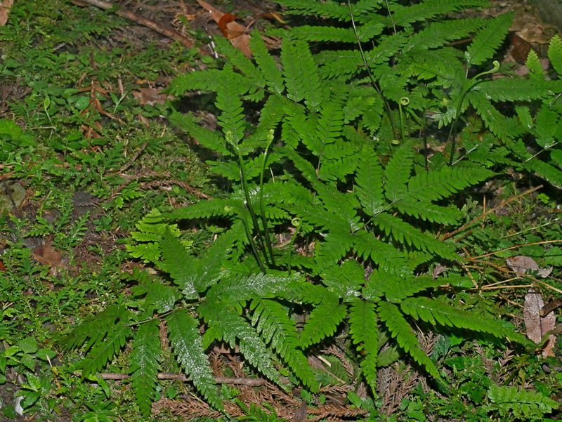 Pteris wulaiensis, photographed by Jacy Chen