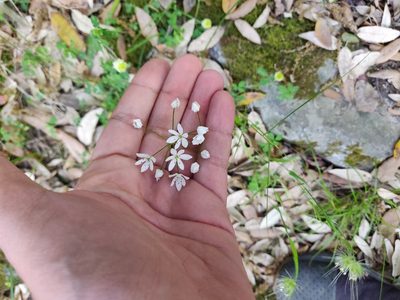 Allium subhirsutum, photographed by Davide Puddu