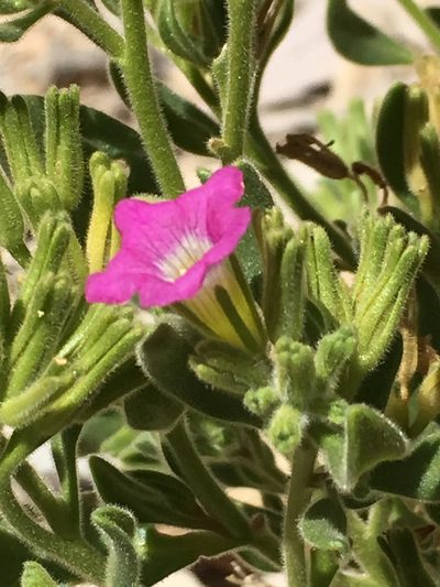 Nama havardii, photographed by Robbie Hannawacker