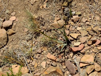 Sisyrinchium macrocarpum, photographed by Guillermo Debandi