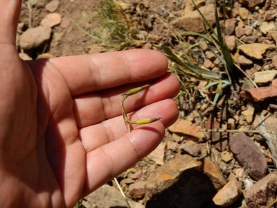 Sisyrinchium macrocarpum, photographed by Guillermo Debandi