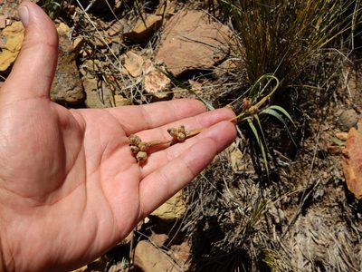 Sisyrinchium macrocarpum, photographed by Guillermo Debandi