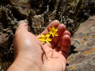 Sisyrinchium macrocarpum, photographed by Guillermo Debandi