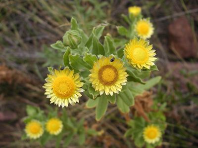 Helichrysum setosum, photographed by Ryan van Huyssteen